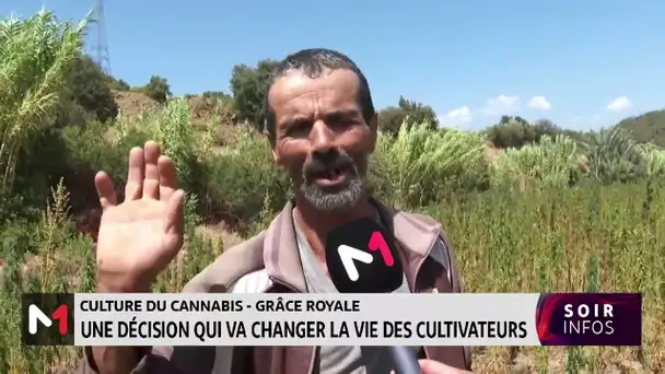 Culture du cannabis : La Grâce Royale, une décision qui va changer la vie des cultivateurs