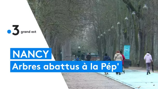 Nancy : abattage de 13 arbres du parc de la pépinière