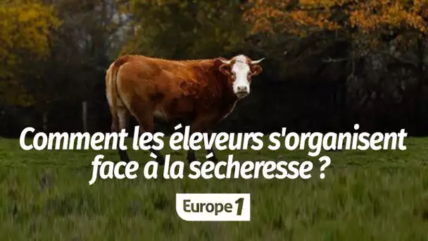 Vente du cheptel ou accord avec des agriculteurs : comment les éleveurs s'organisent face à la sé…