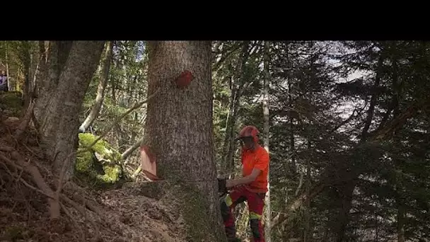 Comment la certification "Bois des Alpes" a-t-elle permis de revitaliser la filière bois ?