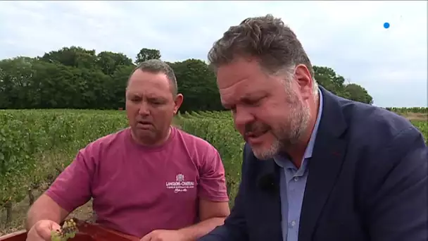 Vendanges : le vignoble des Pays de la Loire en plein essor