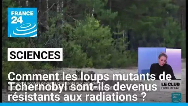 Comment les loups mutants de Tchernobyl sont-ils devenus résistants aux radiations ? • FRANCE 24