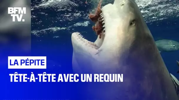 Tête-à-tête avec un requin