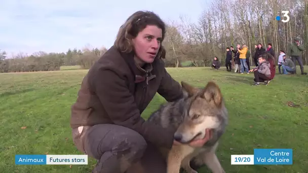 Sury-aux-bois : rencontre avec des loups futurs stars de cinéma