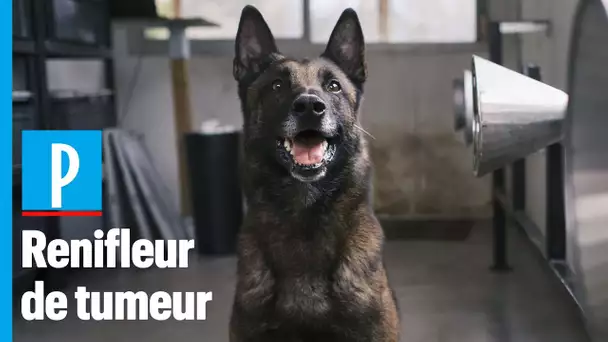 « Kdog », la brigade de chiens renifleurs de cancers