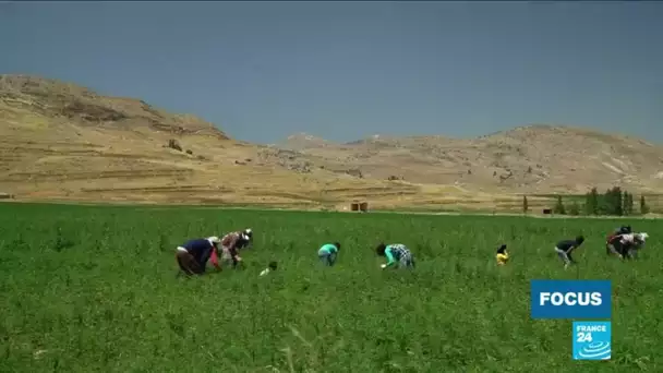 Liban : la culture du cannabis comme remède à la crise