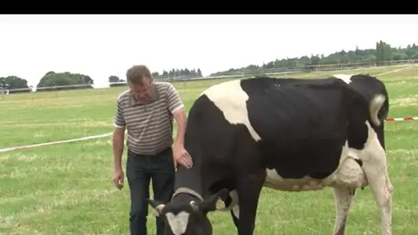 Loto bouse, ils se fient aux vaches pour décrocher le gros lot