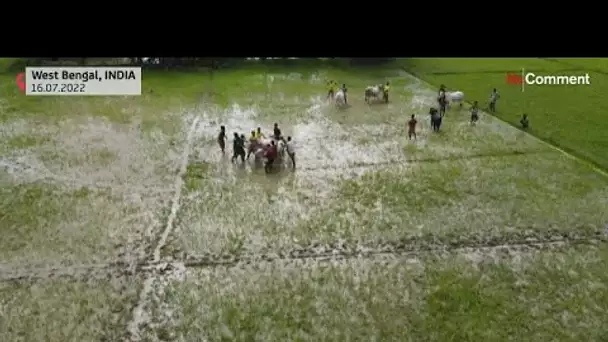 En Inde, un festival de course de bétail pour célébrer la saison de la mousson