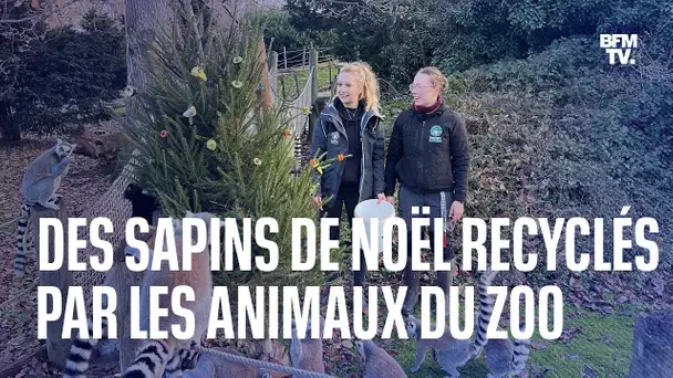 Au zoo de Thoiry, hyènes et lémuriens se régalent avec les sapins de Noël