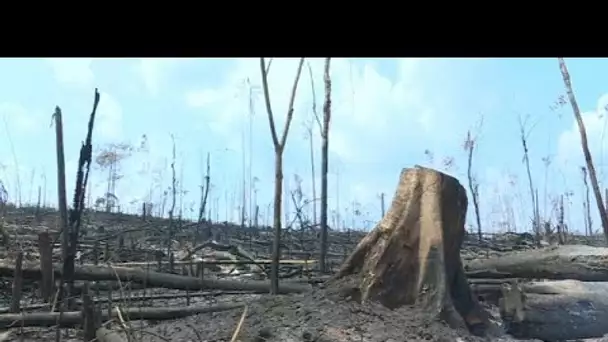 Triste spectacle en Amazonie après le passage des flammes