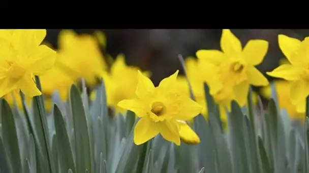 Les jonquilles au secours du climat ?