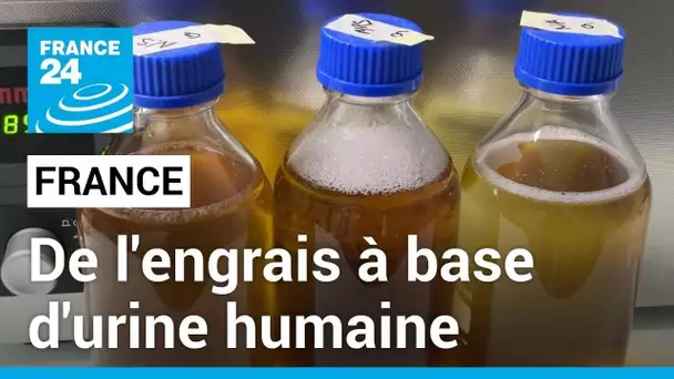 Recycler l’urine humaine pour l’agriculture, le pari d’une start-up française • FRANCE 24