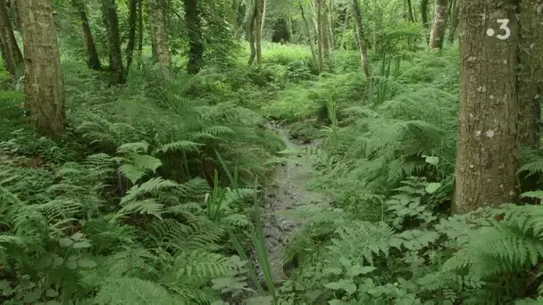 Mon jardin en Normandie - épisode 13 : le parc et les jardins de Carneville, racontés par G. Garbe