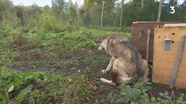 Trois loups d'un parc de la vallée sinistrée de la Vésubie, trouvent refuge dans les Deux-Sèvres