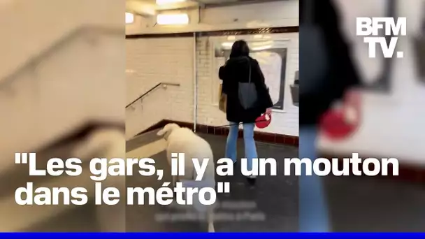 Un mouton en laisse et en couche-culotte a été aperçu dans le métro parisien