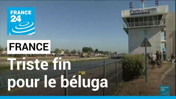 Le béluga égaré n'a pas survécu : "c'est très triste" déplore une habitante de Ouistreham