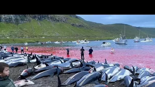 Sea Sheperd dénonce "le grind", le massacre de dauphins aux îles Féroé