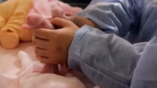 Les deux bébés pandas tant attendus sont enfin nés au Zoo de Beauval