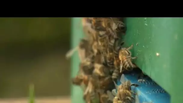 A cause des températures printanières, les abeilles se mettent en danger