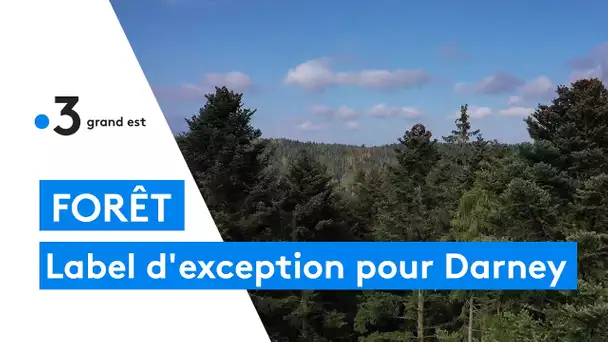 La forêt de Darney pourrait obtenir le label forêt d'exception d'ici deux ans