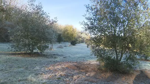 Truffes : un terrain vandalisé à Mouthiers-sur-Boëme