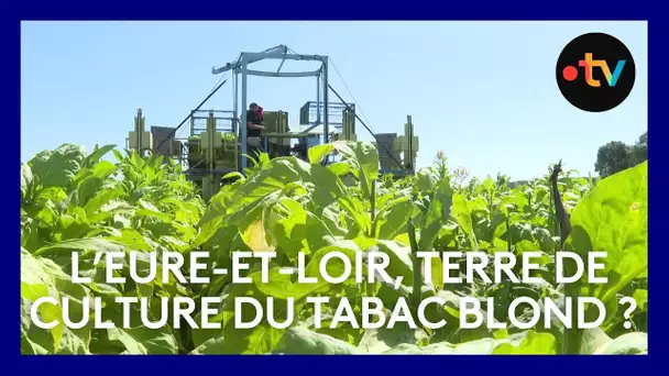 L'Eure-et-Loir, terre de culture du tabac blond ?