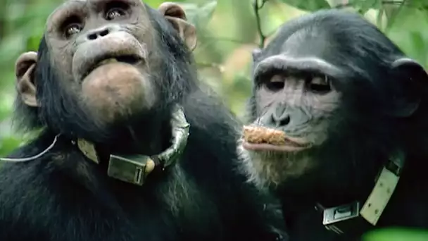 Les chimpanzés, la chronique d'une vie