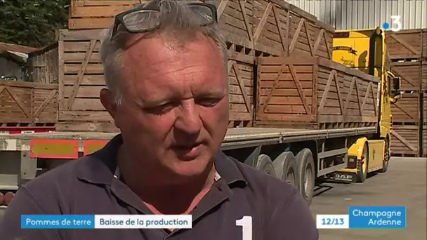 La récolte de pommes de terre moins généreuse à cause de la canicule