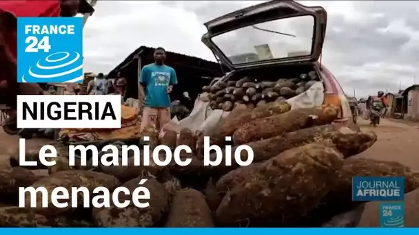 Nigeria : Culture intensive, utilisation de pesticides...Les menaces planent sur le manioc