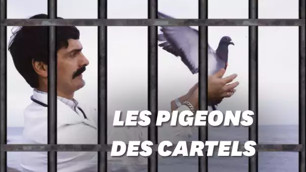 Au Brésil, des pigeons transportent de la drogue en prison