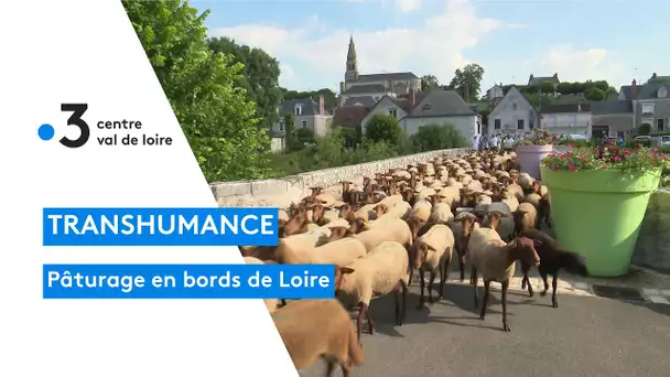 Cande-sur-Beuvron : une journée de transhumance publique était organisée avec 250 bêtes