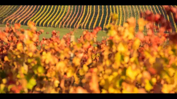 Entre intempéries et canicule, les vignes françaises tirent la langue