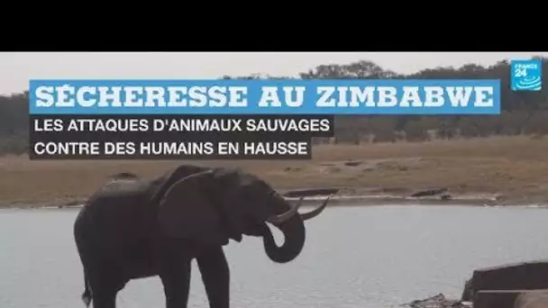 Sécheresse au Zimbabwe : hausse du nombre d'attaques d'animaux sauvages contre des humains