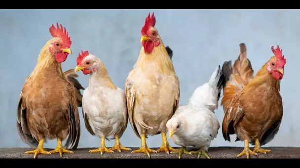 La recette du poulet au vinaigre