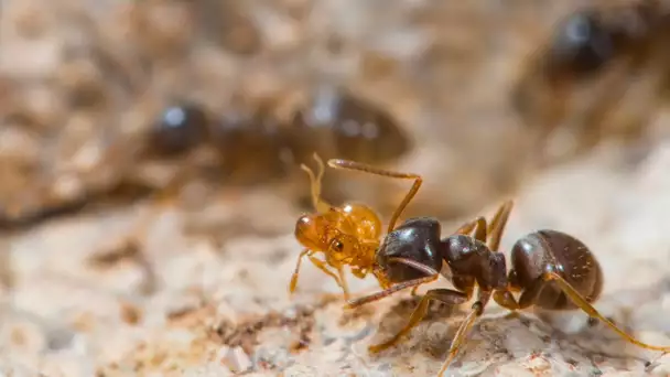 L’inquiétante découverte d’un nouveau foyer de «fourmis électriques» en France