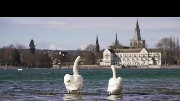 Que faire contre ces espèces invasives qui ont pris le dessus dans le lac de Constance ?