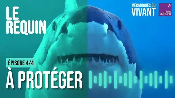 Comment protéger les derniers requins - Mécaniques du vivant, le requin épisode 4/4