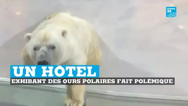 Un hôtel exhibe deux ours polaires et fait polémique