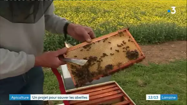 Toul: agriculteurs et apiculteurs s&#039;associent pour sauver les abeilles