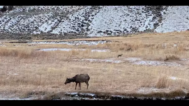 COP25 : l’effet papillon du réchauffement climatique sur la biodiversité au Yellowstone