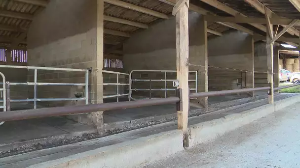 Agriculture : détresse face à la tuberculose bovine