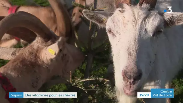 Indre-et-Loire : des chèvres pour recycler votre sapin de Noël !