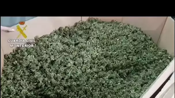 Espagne : 32 tonnes de cannabis saisies, un record mondial selon la police