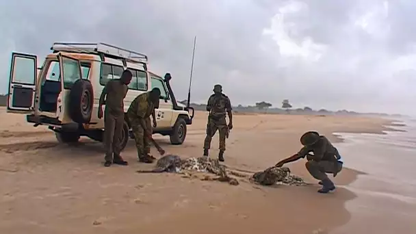 Le Mystère des Tortues du Gabon