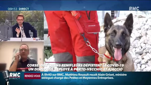 Des chiens renifleurs détectent le Covid-19, une campagne de dépistage à lieu en Corse