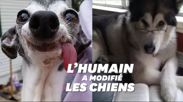 Le cerveau des chiens a été modifié par l'humain à cause de l'élevage