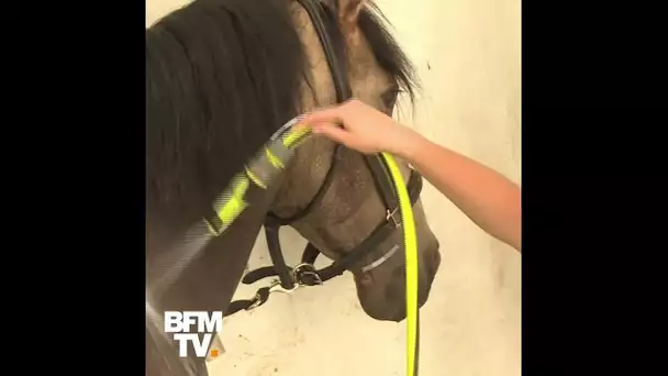 À Chantilly, des soins spécifiques pour les chevaux pendant la canicule