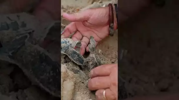 Il sauve les bébés tortues des rapaces