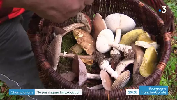 Champignons comestibles ou toxiques ? Les conseils pour éviter de s’empoisonner