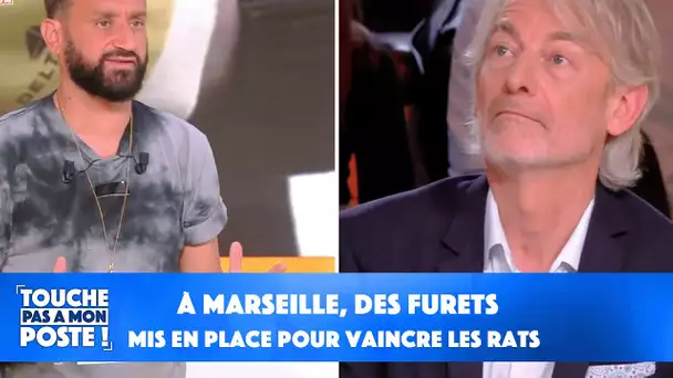 À Marseille, des furets mis en place pour vaincre les rats ! Les infos de Gilles Verdez